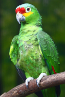 Parrot