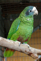 Parrot