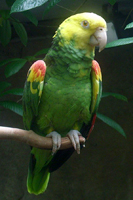 Parrot