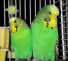 Budgies