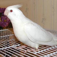 Cockatiel