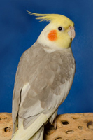 Cockatiel