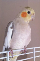 Cockatiel