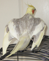 Cockatiel