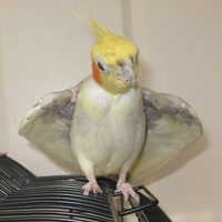 Cockatiel