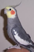 Cockatiel