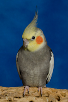 Cockatiel