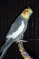 Cockatiel