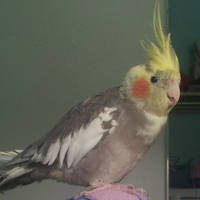 Cockatiel