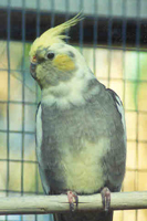 Cockatiel