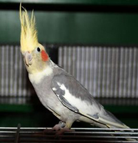 Cockatiel