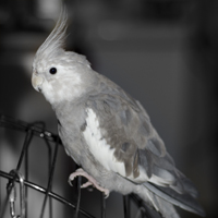 Cockatiel