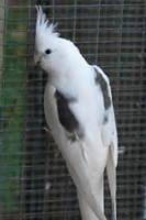 Cockatiel