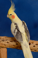 Cockatiel