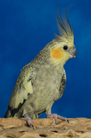 Cockatiel