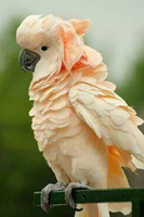 Parrot