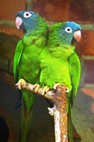 Conure