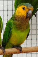 Conure