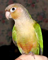 Conure