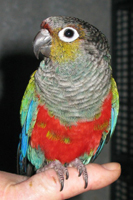 Conure