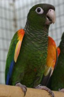 Conure