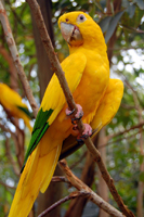 Conure