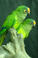 Conure