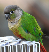 Conure