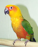 Conure