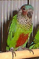 Conure