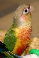 Conure