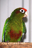 Conure