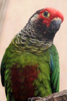 Conure