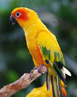 Conure