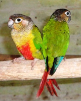 Conure