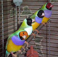 Lovebird