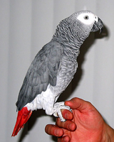 Parrot