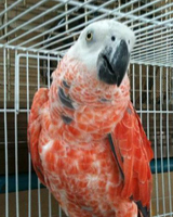 Parrot