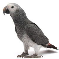 Parrot