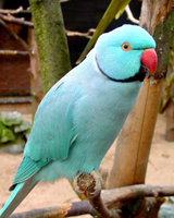 Parrot