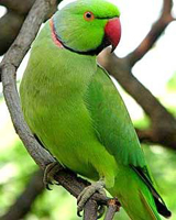 Parrot