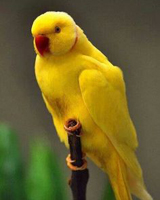 Parrot