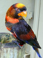 Lory