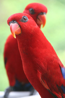 Lory