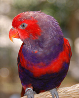 Lory