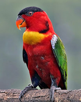 Lory