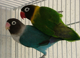 Lovebird