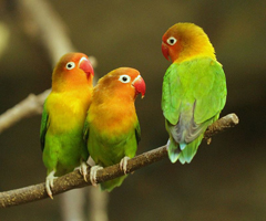 Lovebird