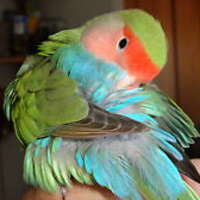 Lovebird