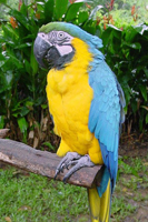 Parrot